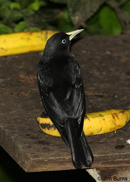 Scarlet-rumped Cacique on banana