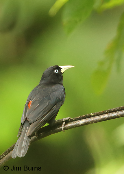 Scarlet-rumped Cacique showing scarlet rump #2