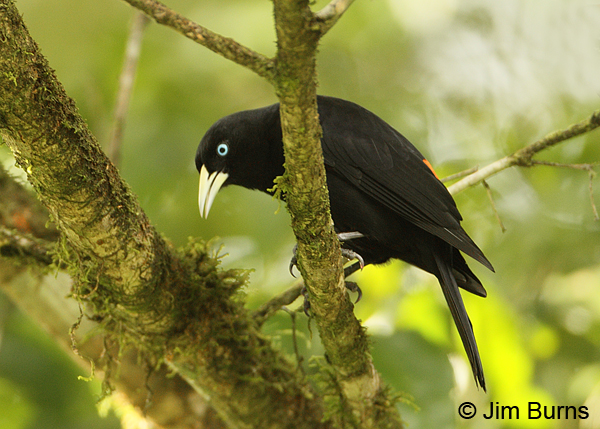 Scarlet-rumped Cacique showing scarlet rump