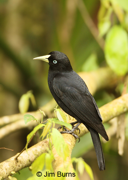 Scarlet-rumped Cacique