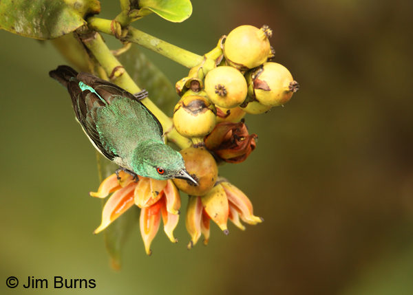 Scarlet-thighed Dacnis female on fruiting tree