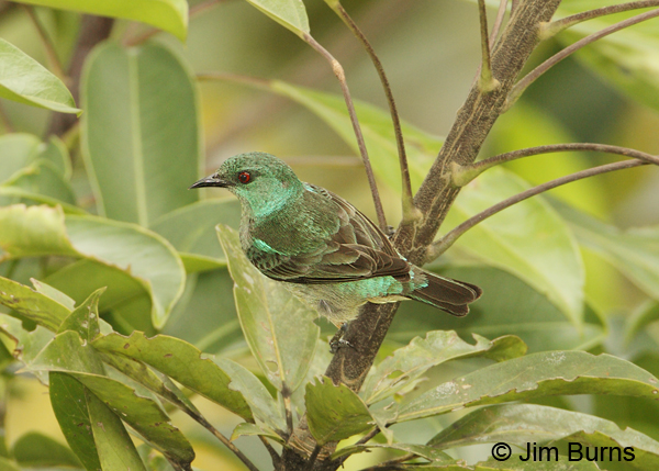 Scarlet-thighed Dacnis female