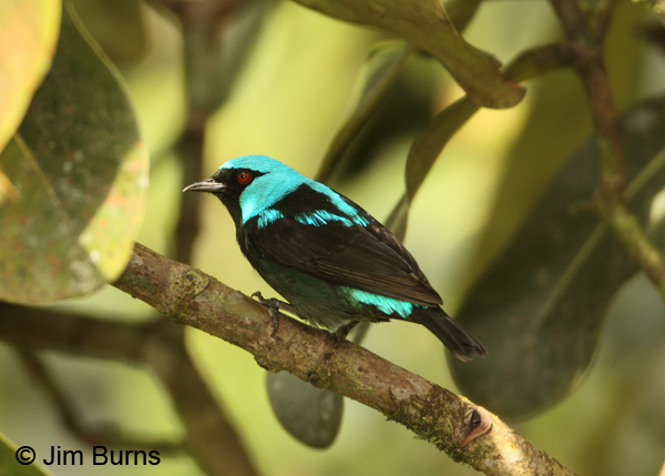 Scarlet-thighed Dacnis male