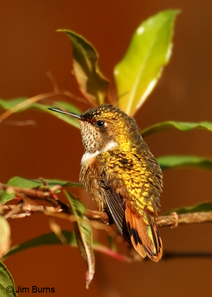 Scintillant Hummingbird female