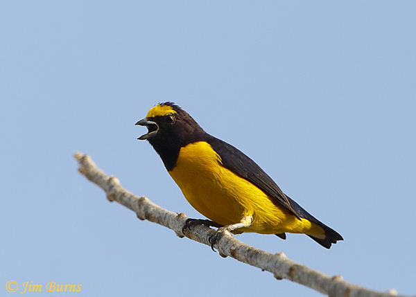 Scrub Euphonia male--5346