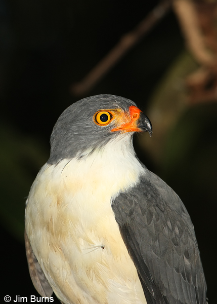 Semiplumbeous Hawk head shot