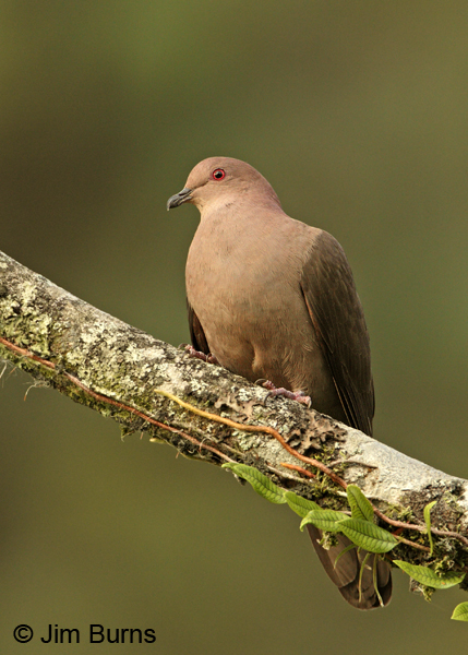 Short-billed Pigeon