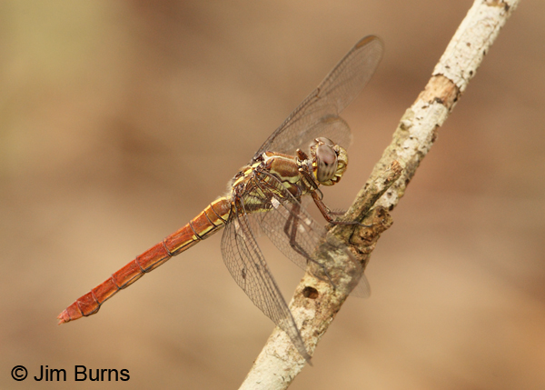Side-striped Skimmer female, Cano Negro, CR, May 2012