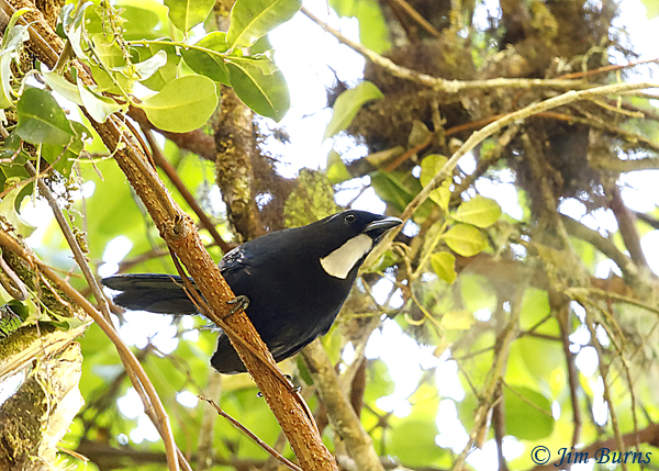 Silvery-throated Jay--6048