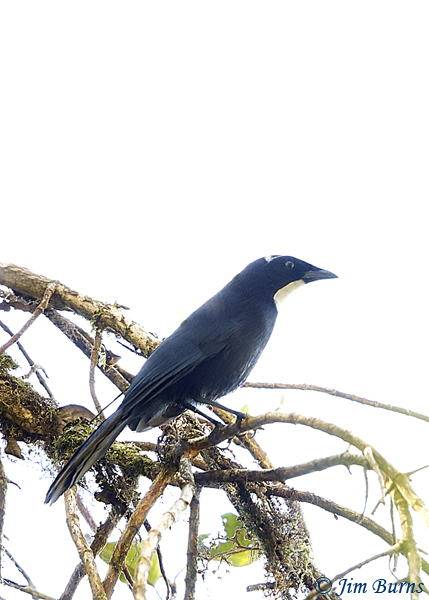 Silvery-throated Jay in canopy--6080