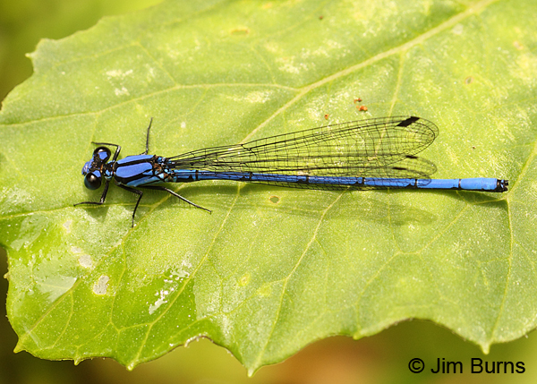 Sky-blue Dancer male, Tapanti NP, CR, August 2014