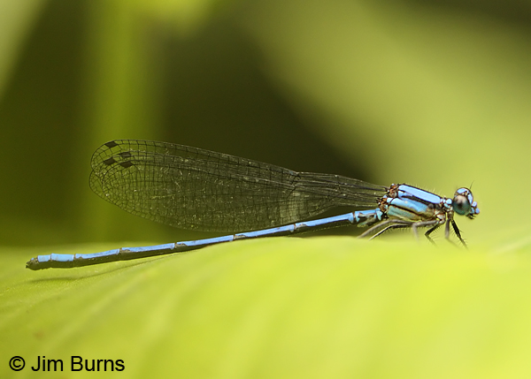 Sky-blue Dancer male, San Gerardo, CR, April 2012