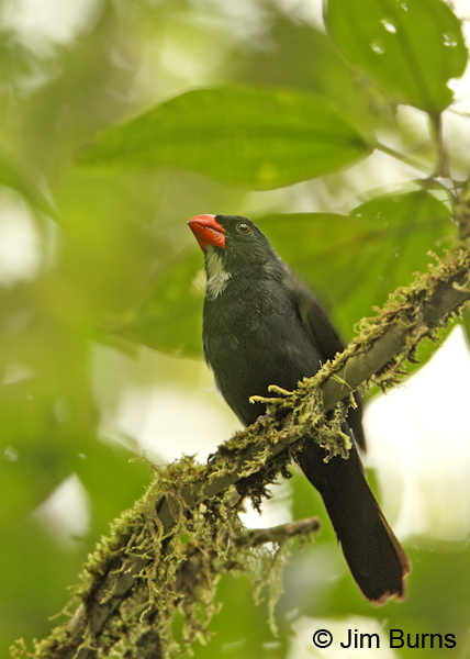 Slate-colored Grosbeak