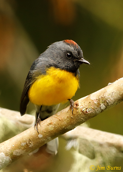Slate-throated Redstart--5710