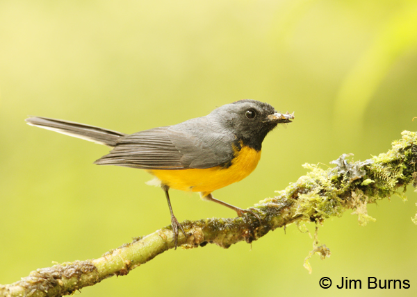 Slate-throated Redstart with bugs for nestlings