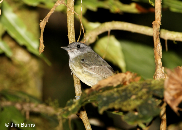 Slaty Antwren female