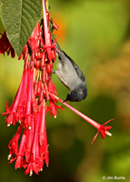 Slaty Flowerpiercer male