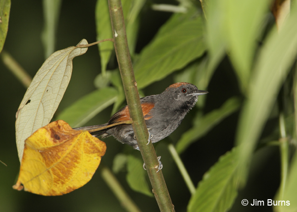Slaty Spinetail in vegetation