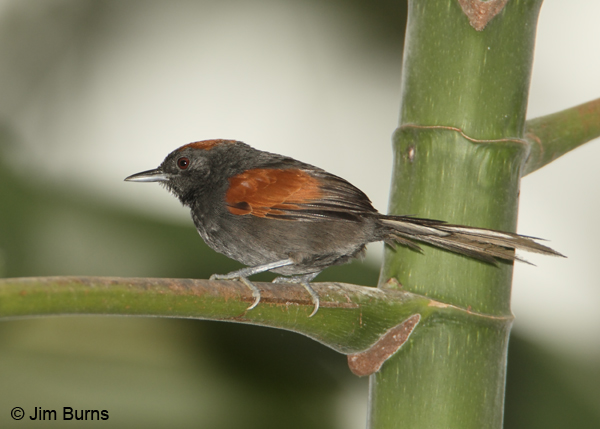 Slaty Spinetail showing unique tail
