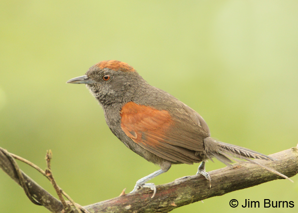 Slaty Spinetail