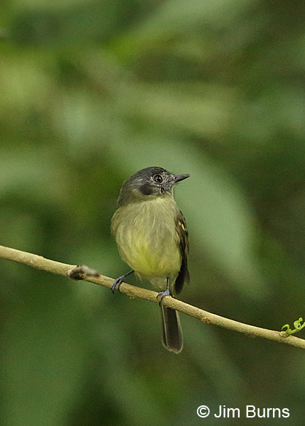 Slaty-capped Flycatcher, Arenal