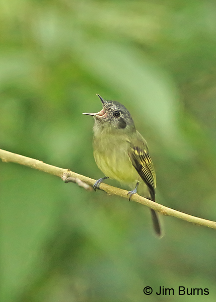 Slaty-capped Flycatcher  calling
