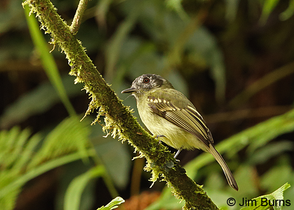 Slaty-capped Flycatcher, Tapanti NP