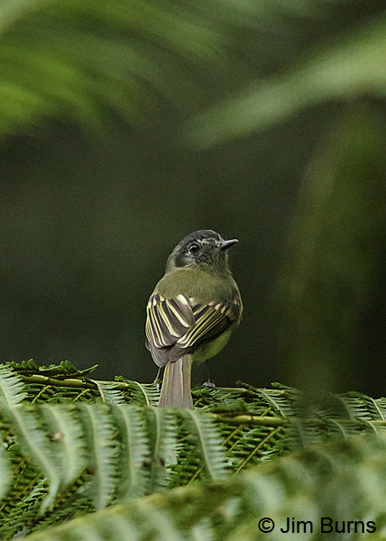 Slaty-capped Flycatcher dorsal view