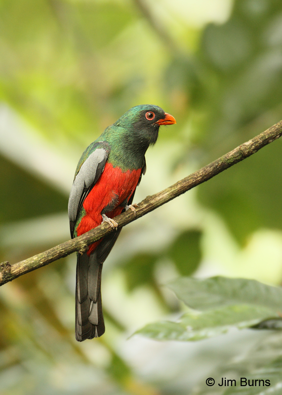 Slaty-tailed Trogon male