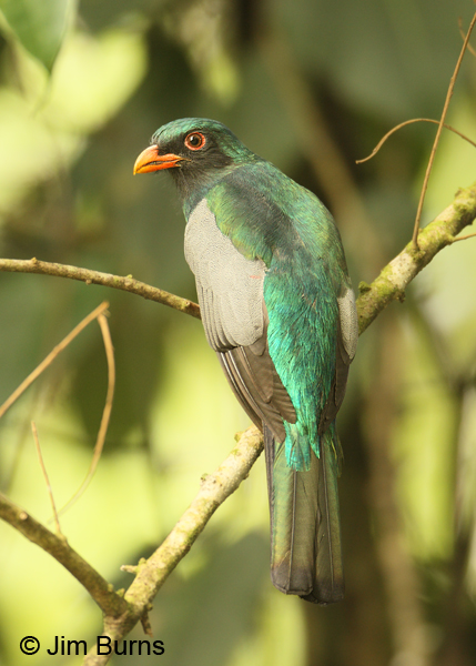 Slaty-tailed Trogon male dorsal view