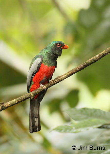 Slaty-tailed Trogon male