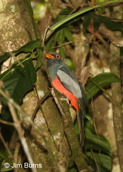 Slaty-tailed Trogon male in greenery