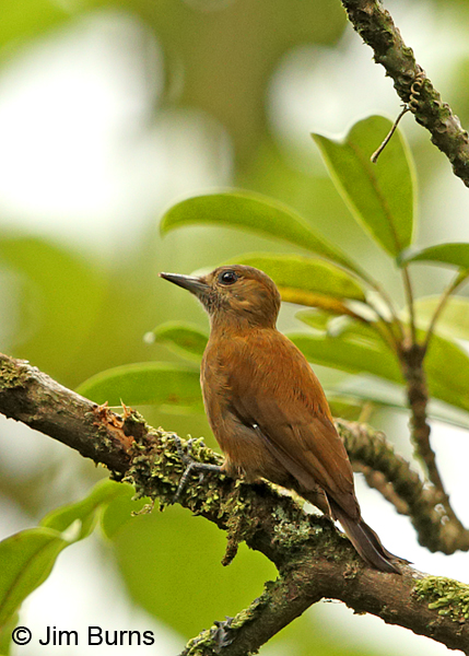 Smoky-brown Woodpecker female