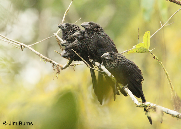 Smooth-billed Anis six
