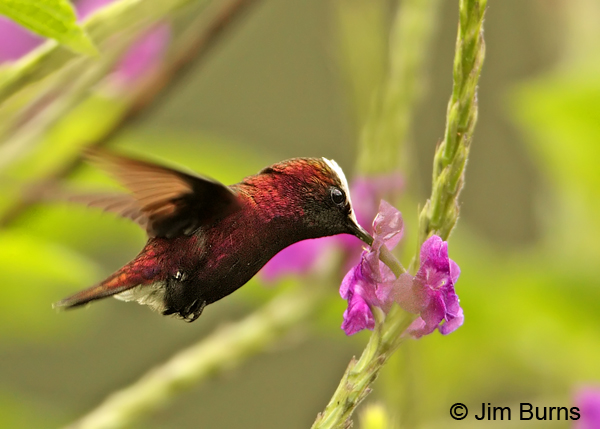 Snowcap male at purple verbena