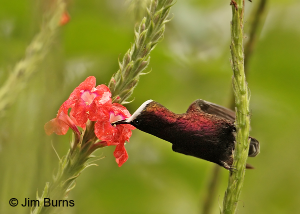 Snowcap male at scarlet verbena