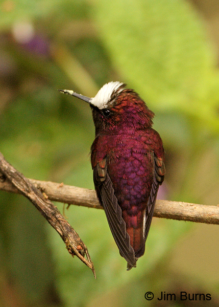 Snowcap male dorsal view