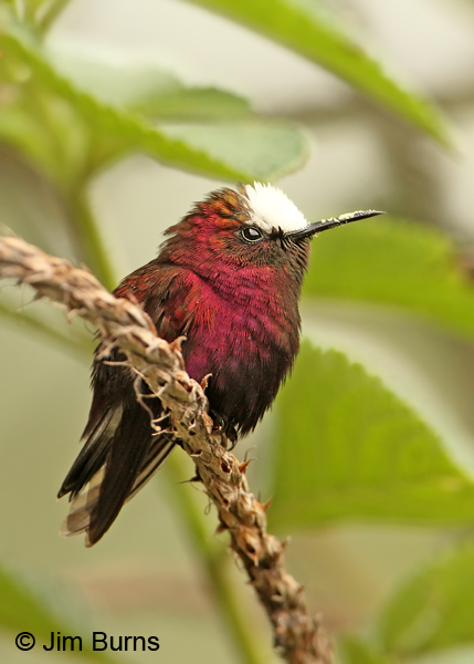 Snowcap male on branch