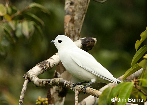 Snowy Cotinga male side view