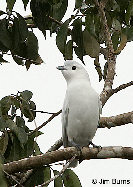 Snowy Cotinga male