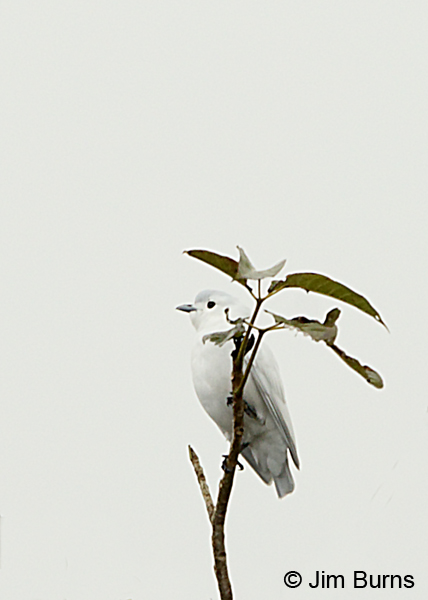 Snowy Cotinga skylined