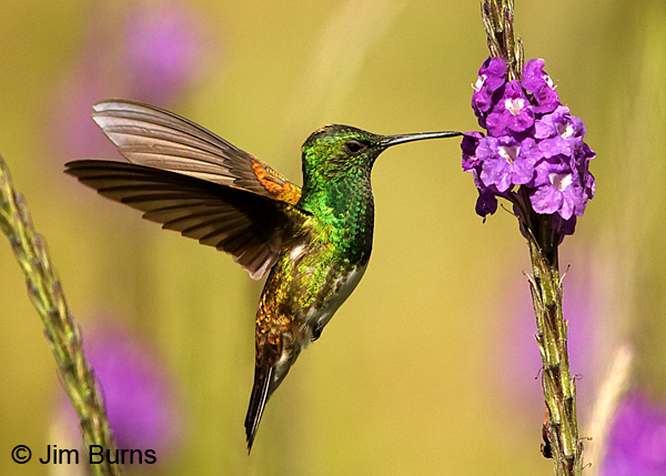 Snowy-bellied Hummingbird at Verbena