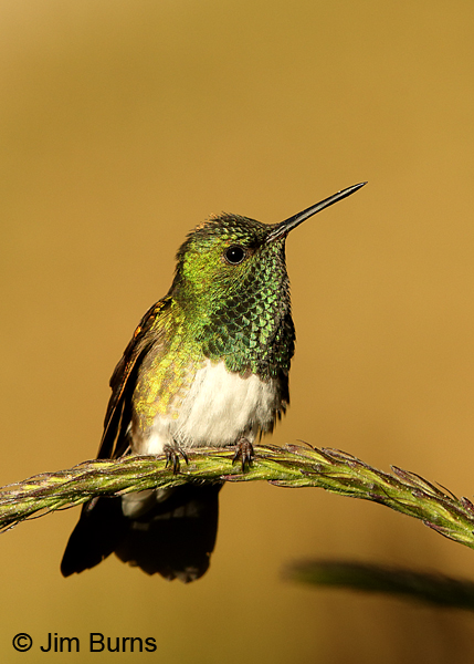 Snowy-bellied Hummingbird
