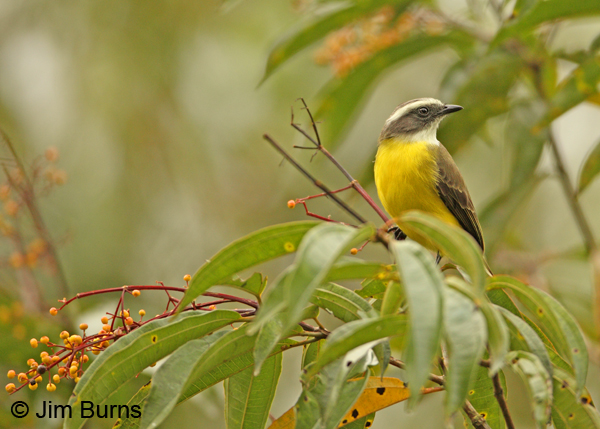 Social Flycatcher in berries
