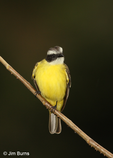 Social Flycatcher