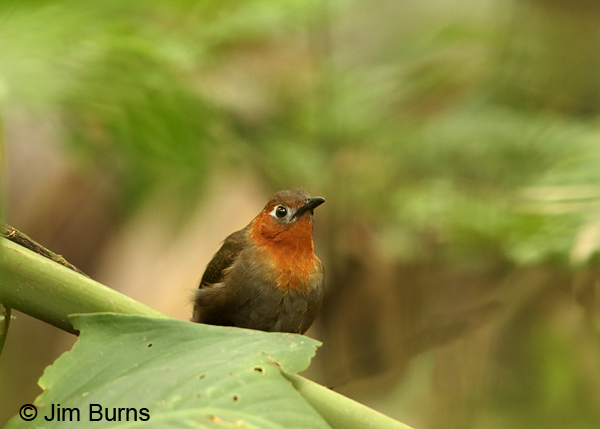 Song Wren in forest
