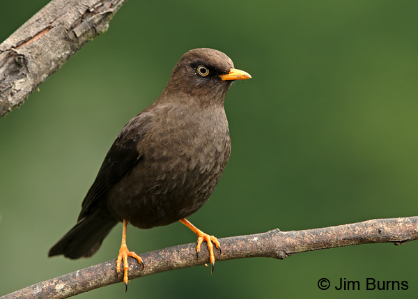Sooty Thrush close-up