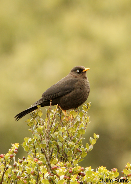 Sooty Thrush in bush