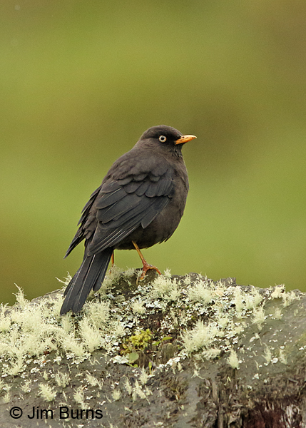 Sooty Thrush male dorsal view