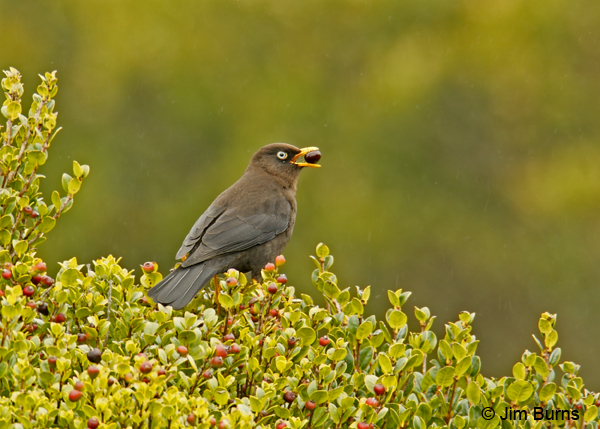 Sooty Thrush in bush